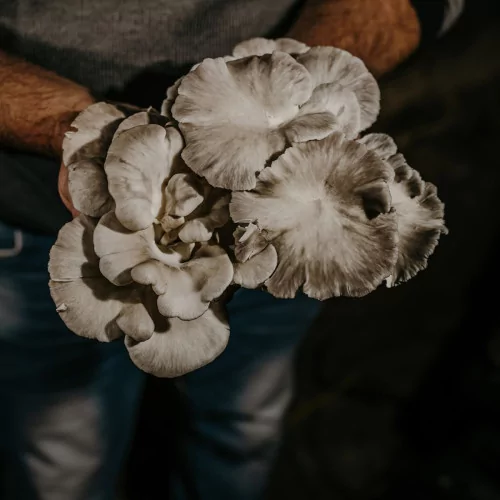 Belle Ile oyster mushroom and organic buckwheat spread