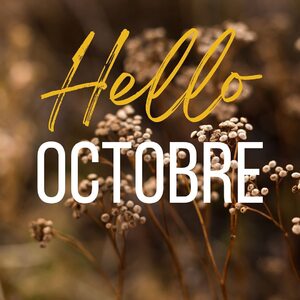 🍂 Bienvenue Octobre 🍂L’automne s’installe. Les paysages changent, les couleurs s’adoucissent et l’air devient plus frais.🍁 Les chemins côtiers s’enrobent de brume matinale, les vagues murmurent plus doucement, et la nature se pare de nuances d’ambre et de cuivre.La saison idéale pour des balades en pleine nature et des moments réconfortants et conviviaux bien au chaud!#automne #nature #octobre #iledegroix #convivialite